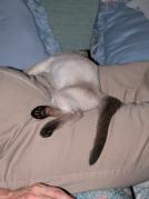 tara & emma - cat furniture 07